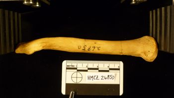 Media type: image;   Mammalogy 26850